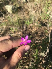 Phemeranthus calycinus