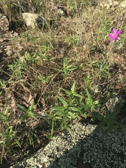 Phemeranthus calycinus