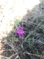 Phemeranthus calycinus