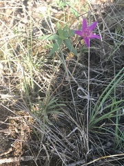 Phemeranthus calycinus