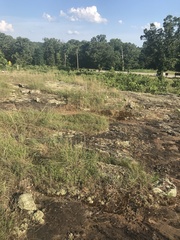 Phemeranthus calycinus