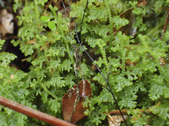Trichocolea mollissima
