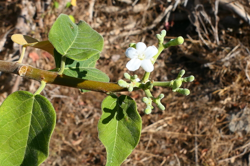 Cnidoscolus hamosus