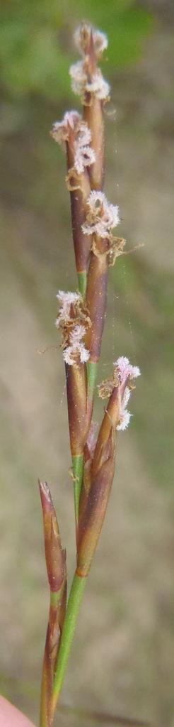 Restio adpressus