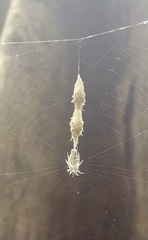 Allocyclosa