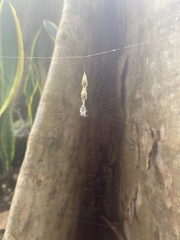 Allocyclosa