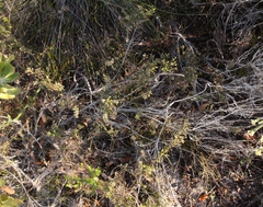 Phylica parviflora