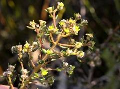 Phylica parviflora