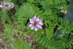 Securigera varia