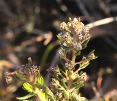 Phylica parviflora