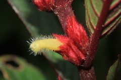 Columnea sulcata