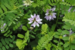 Securigera varia