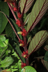 Columnea sulcata