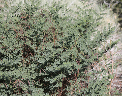 Hosackia crassifolia crassifolia