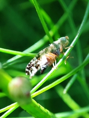 Tephritis praecox