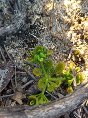 Drosera rupicola