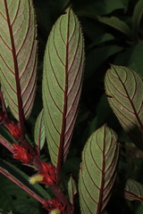 Columnea sulcata
