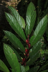 Columnea sulcata