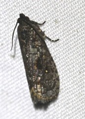 Cryptaspasma sordida