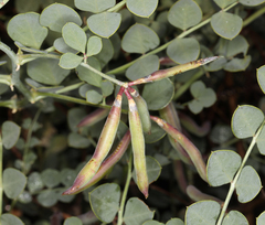 Hosackia crassifolia crassifolia