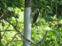 Dryobates villosus villosus