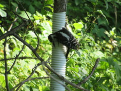 Dryobates villosus villosus