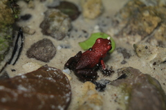 Andinobates virolinensis