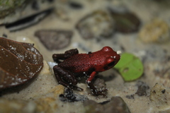 Andinobates virolinensis