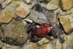 Andinobates virolinensis