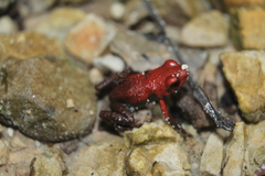 Andinobates virolinensis