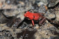 Andinobates virolinensis