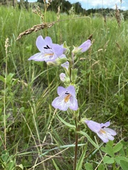 Penstemon gracilis