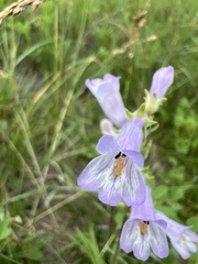 Penstemon gracilis