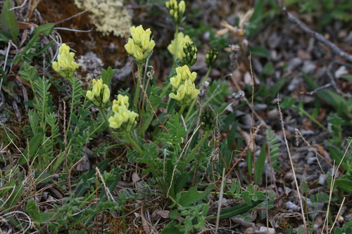 Image of Maydell's Point-Vetch (Oxytropis maydelliana) by (c) Samuelle Simard-Provençal, some rights reserved (CC BY)
