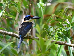 Todiramphus winchelli