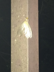 Protohermes grandis