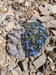 Eritrichium howardii