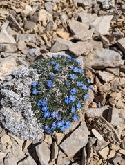 Eritrichium howardii