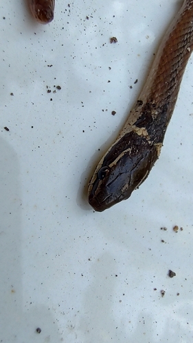 Peninsula Stripeless Snake