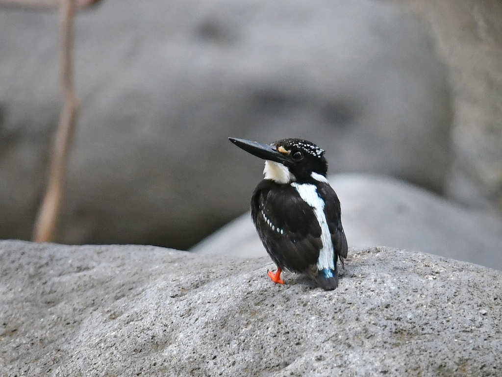 Northern Silvery-Kingfisher (Ceyx flumenicola) photo