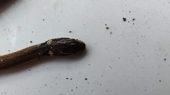 Coniophanes meridanus