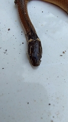 Coniophanes meridanus