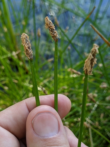 iNaturalist observation photo of Pale Spikerush