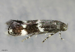 Elachista illectella