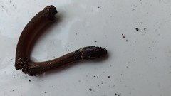 Coniophanes meridanus