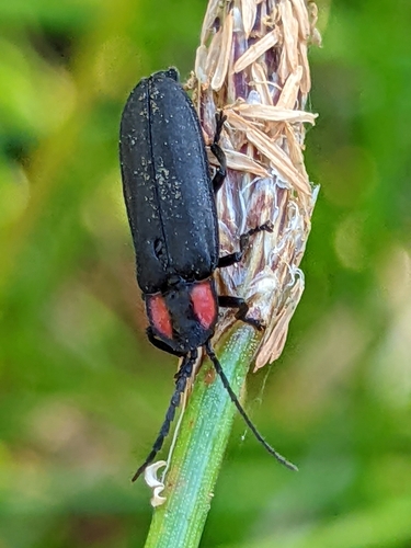 iNaturalist observation photo of Photinini