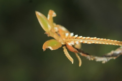 Campylocentrum micranthum