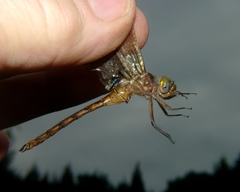 Neurocordulia yamaskanensis