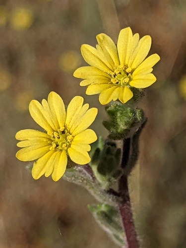 iNaturalist observation photo of common hareleaf