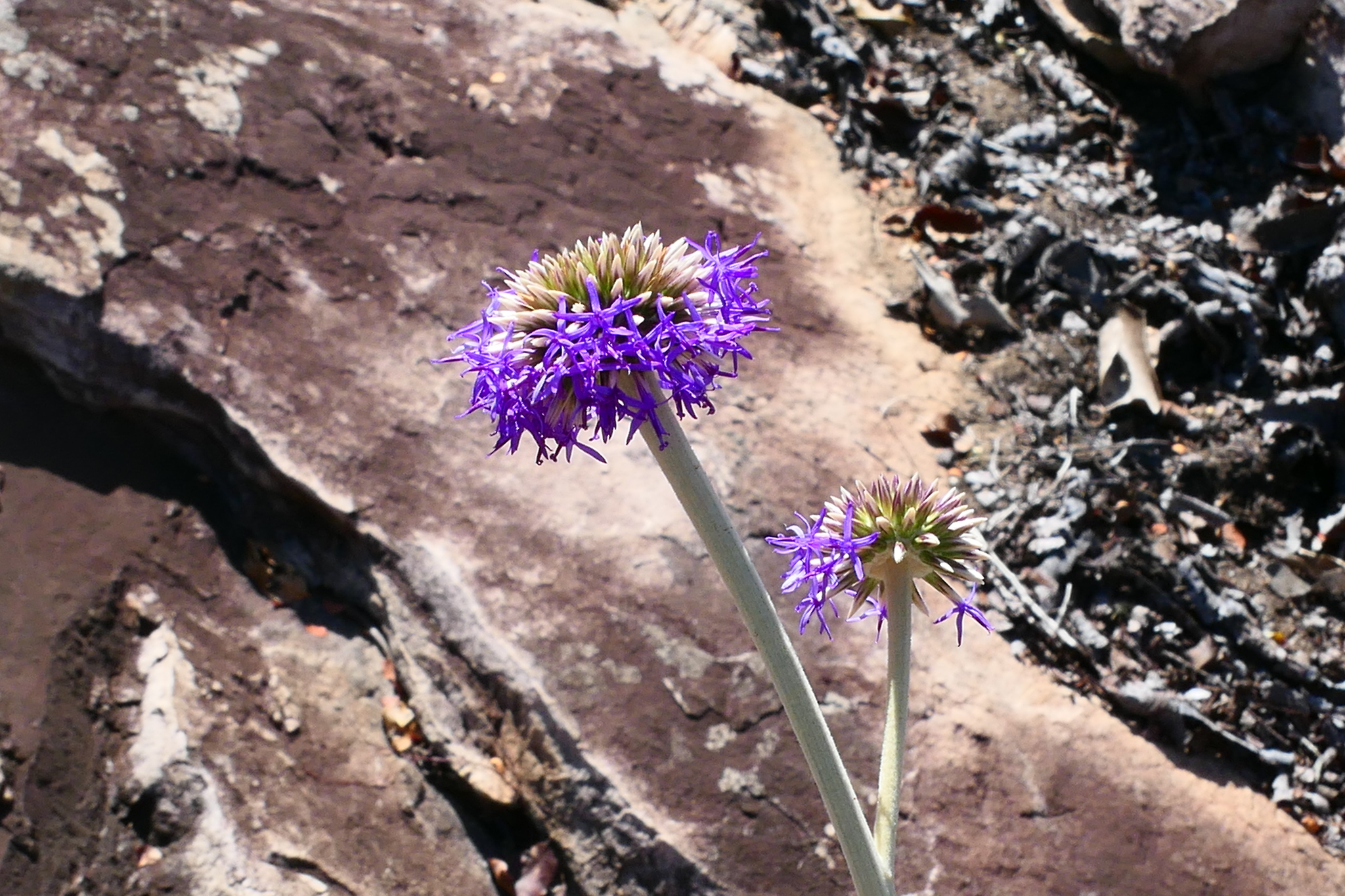 Chresta sphaerocephala